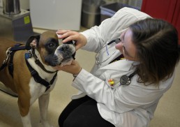 Medical Computers for Veterinarians